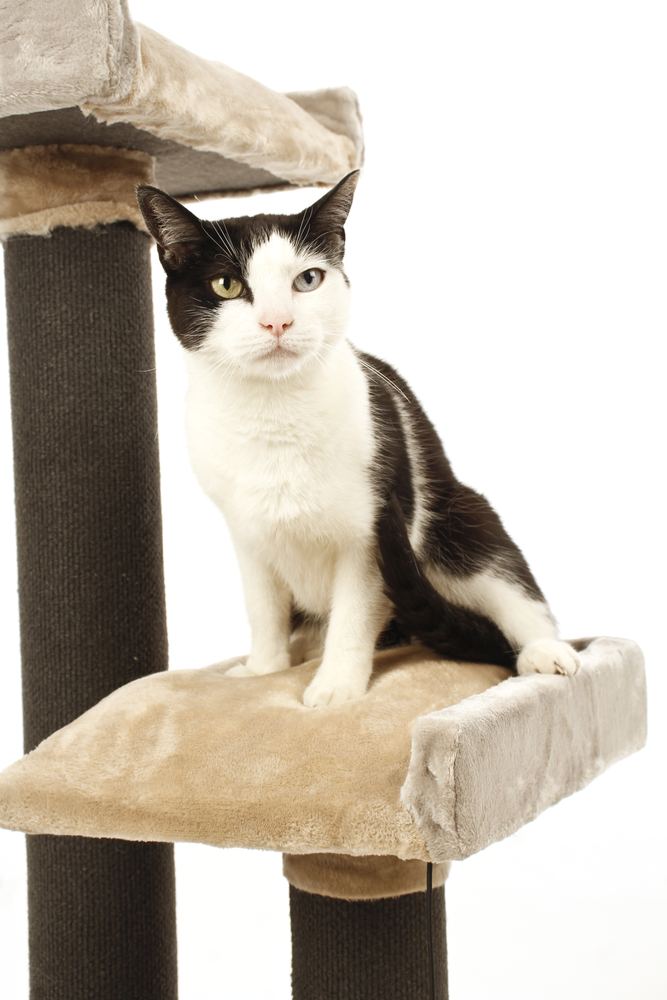 Gato sobre un rascador Cattown Home