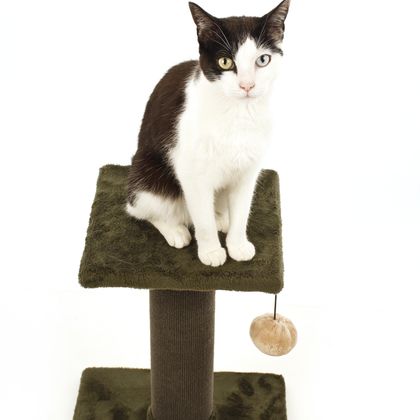 Gato sobre un rascador Cattown Home